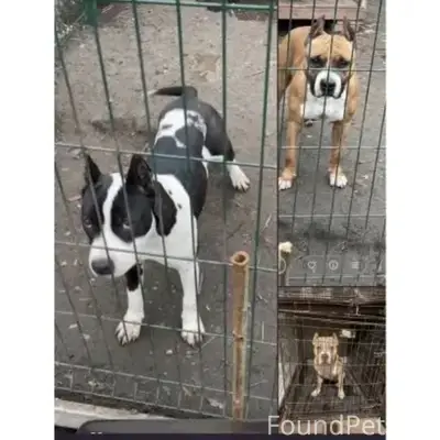 Пропали стаффорды Фрэнсис, Фрея и Хард, Мускатный Рассвет