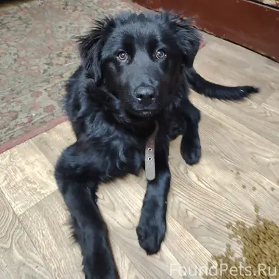 Пропала собака, неизвестное местоположение