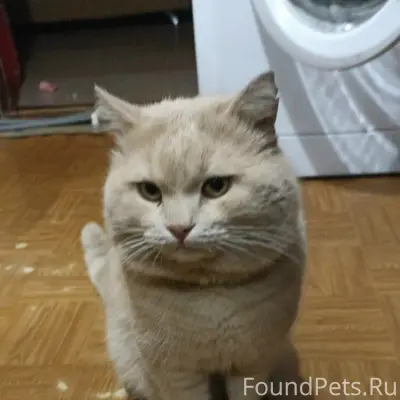 Пропал кот Персик, район Лепеши