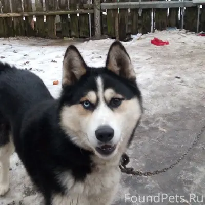 Пропал мальчик-собака, начало химика