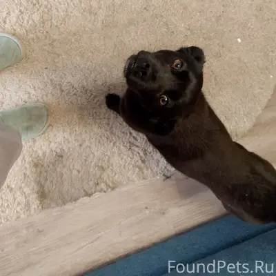 Найден черный пёс, Литейная, 61