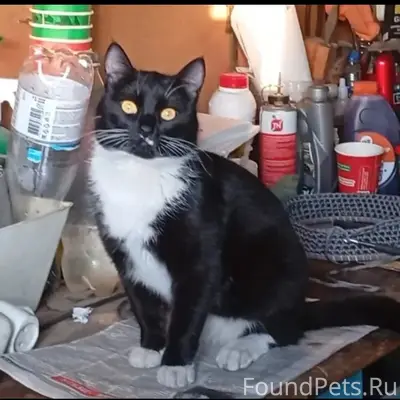 Пропала кошка Тишка, с. Лопушь