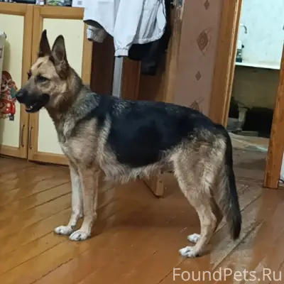 Пропала собака Мэри, Солнечногорск