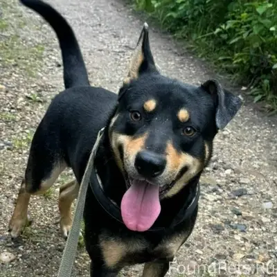 Пропал кураторский пёс Смайлик, Юрьев-Польский