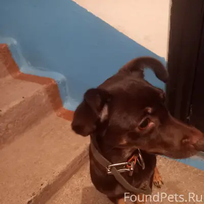 Найден тип собака, центр города