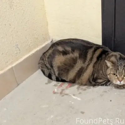 Найдена кошка окраса табби, 1 этаж подъезда