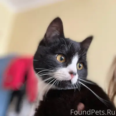 Найден котёнок, Антоповка