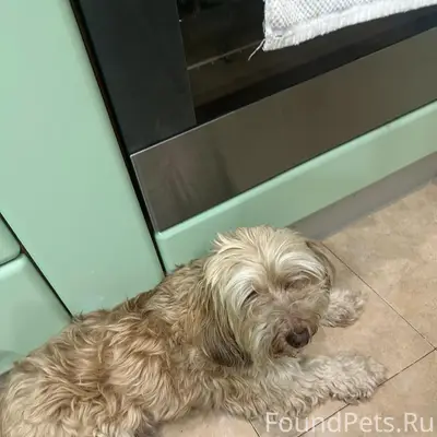 Найденна собака, Садовая / Чехова