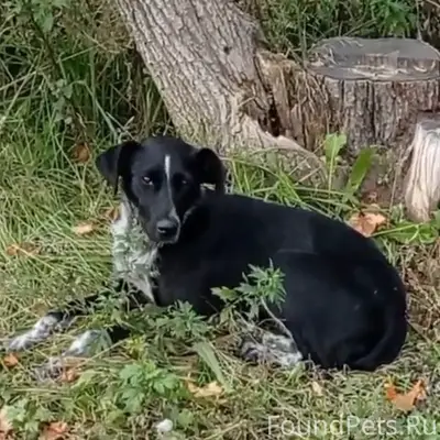 Пропала собака Найда, Шуя