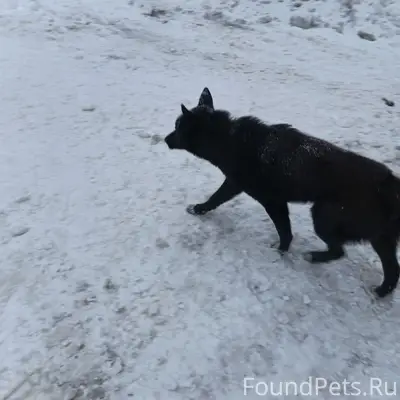 Найден кобель, Зареченский район