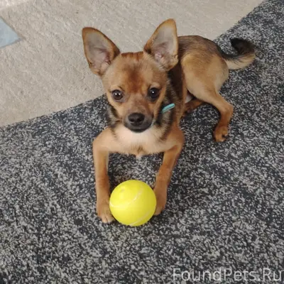 Пропал щенок Тоби, район больницы