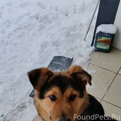 Пропала овчарка, 6 месяцев