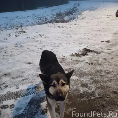 Пропала сторожевая собака, П. Чёрная речка