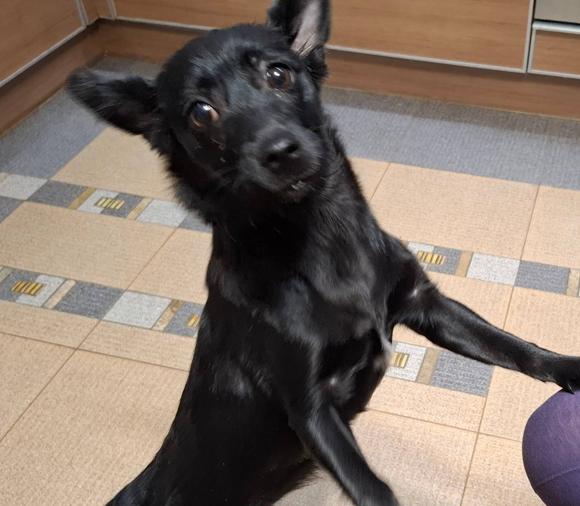 Найден тип собака, центр