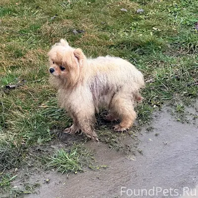 Найден шпиц, перекресток Осипенко/Спортивная