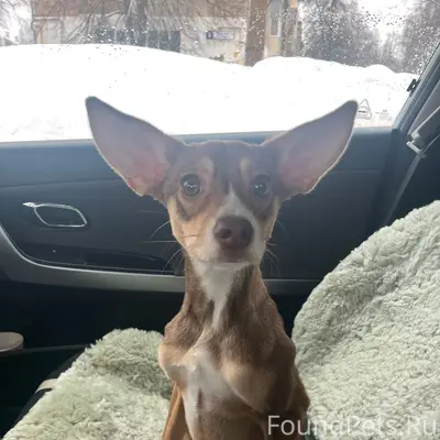 Найдена собака, Новочебоксарск, ул. Коммунальная