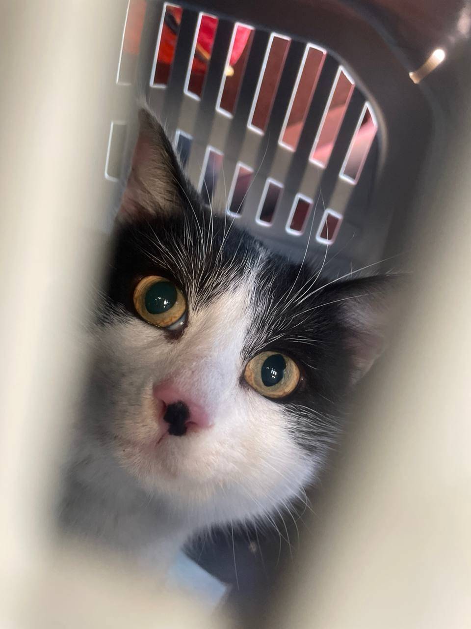 Пропал кот, Красное Село