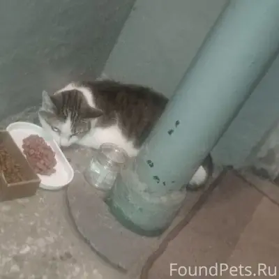 Найдена кошка, Антон Петрова 239