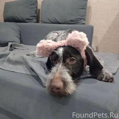 Пропала дратхаар, п. Винзили