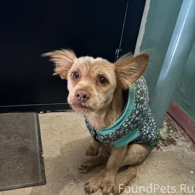 Найден пёс, Тольятти, Комсомольский район