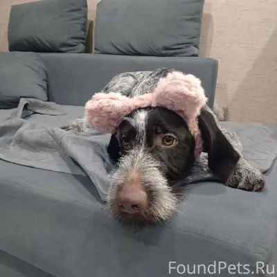 Пропала дратхаар, п. Винзили