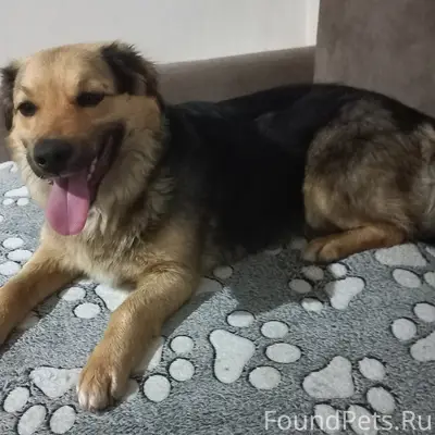 Найдена собака Милка