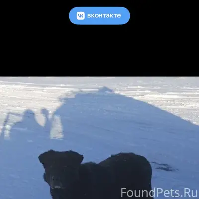 Пропала собака лабрадор, черного цвета, Знаменский район