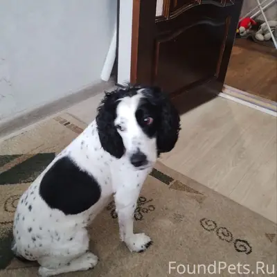 Пропал русский спаниель Патрон, 10 Б микрорайон