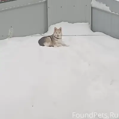 Пропала собака Ася, улица Тургенева, Солнечногорск