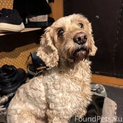 Найден кобель, Парк Динамо