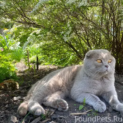 Пропал кот Кузя, деревня Медовая