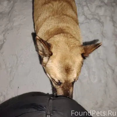 Пропала собака, роща