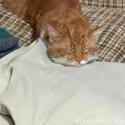 Пропал кот, улица Калараша 37