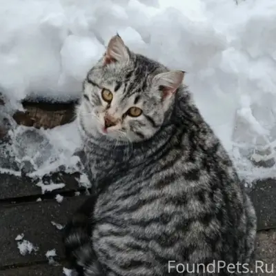 Пропал кот Матвей, ул. Комсомольская