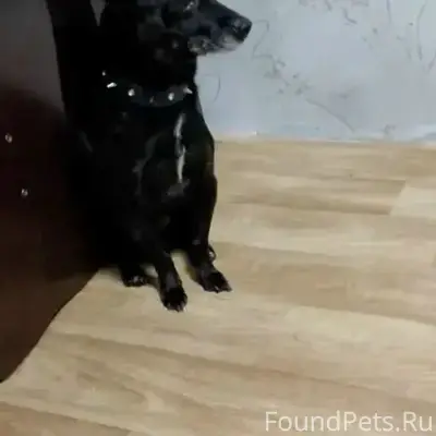 Пропал чёрный пёс по кличке Чёрный, район Старого города