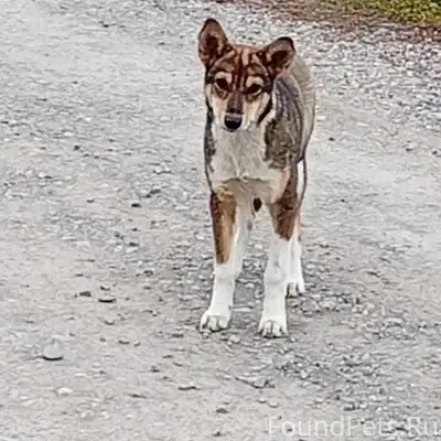 Пропала собака, улица Магистральная