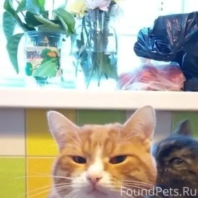 Пропал рыжий котик Глюк, г. Бор