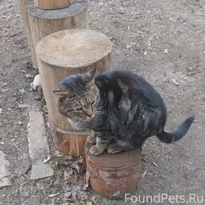 Пропал кот Мурзик, пер. Коммунистический