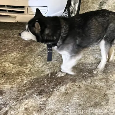 Найден хаски, Шевелевка