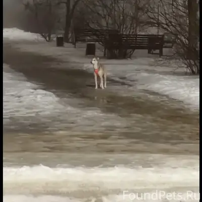 Пропала собака, Макаренко 6