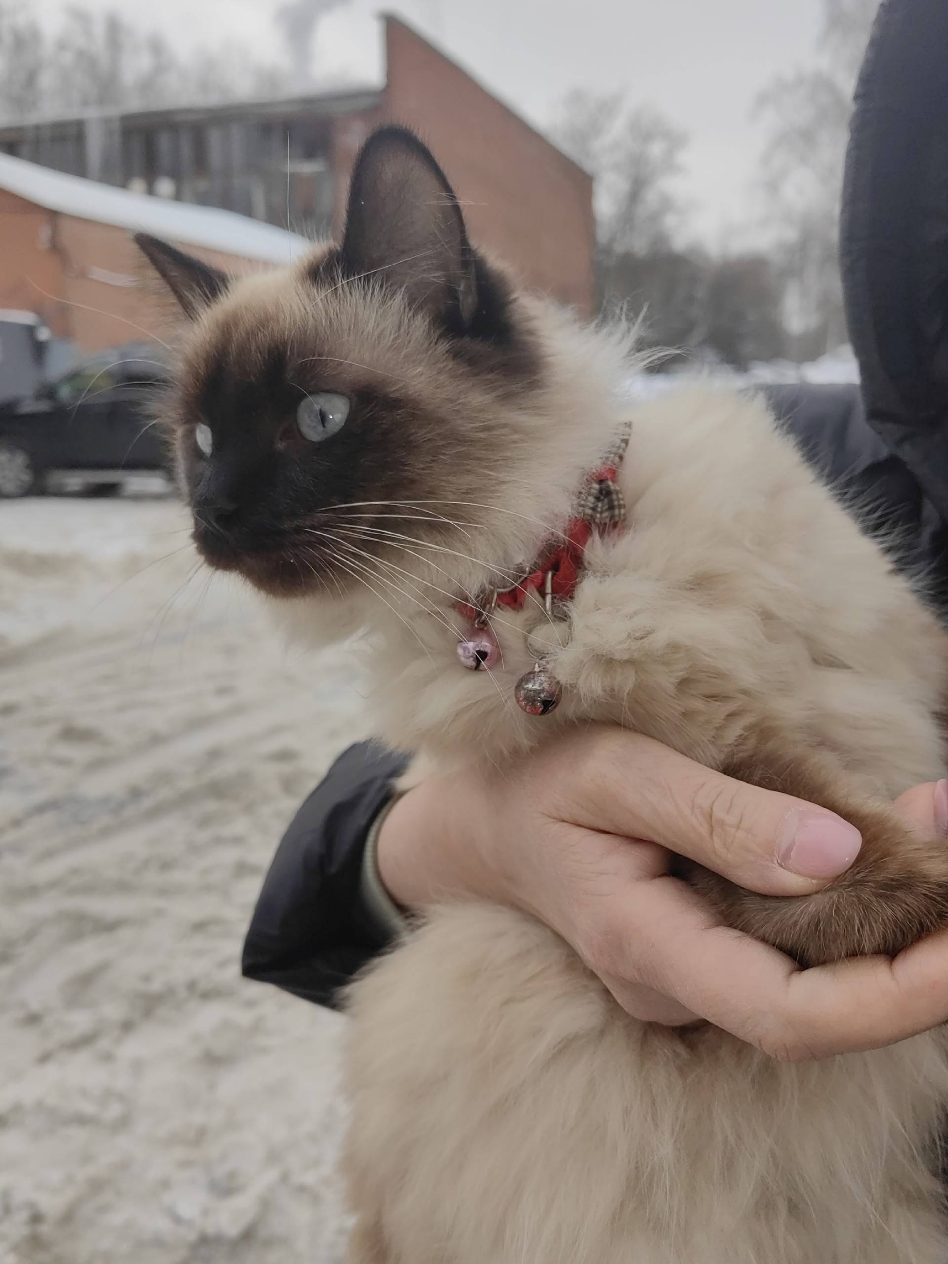 Найдена кошка, Сходня