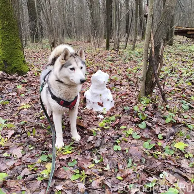 Пропала хаски Майка, Щелоковский Хутор