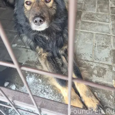 Найдена собака, Стрелецкая