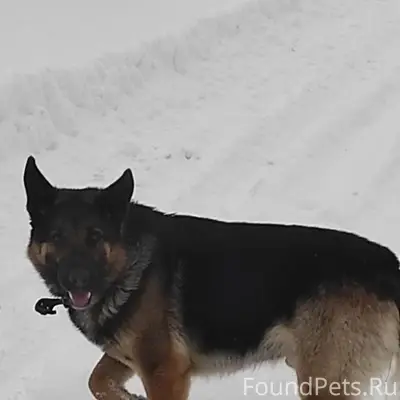 Найден пёс с ошейником, с. Ильинское