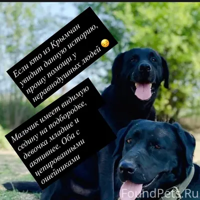 Пропали собаки