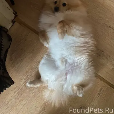 Пропал немецкий шпиц Лёва, у 2 школы