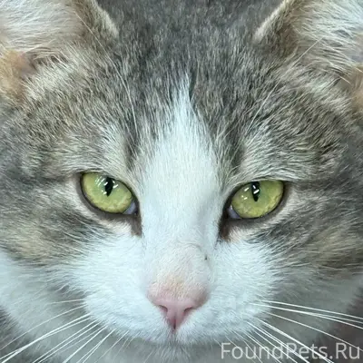 Найден кот, Безенчук