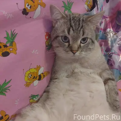 Пропал кот, район тюлевка