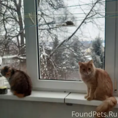 Найдена кошка, Гагарина 24