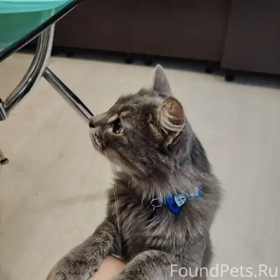 Пропал кот Тоша